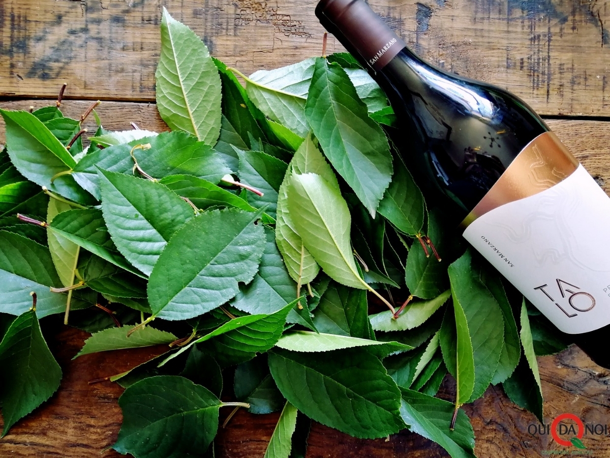 Un liquore speciale: il 100 foglie di Amarena